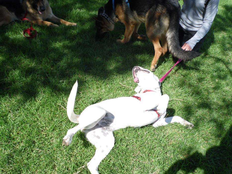 Duarte&Sá Treino Canino