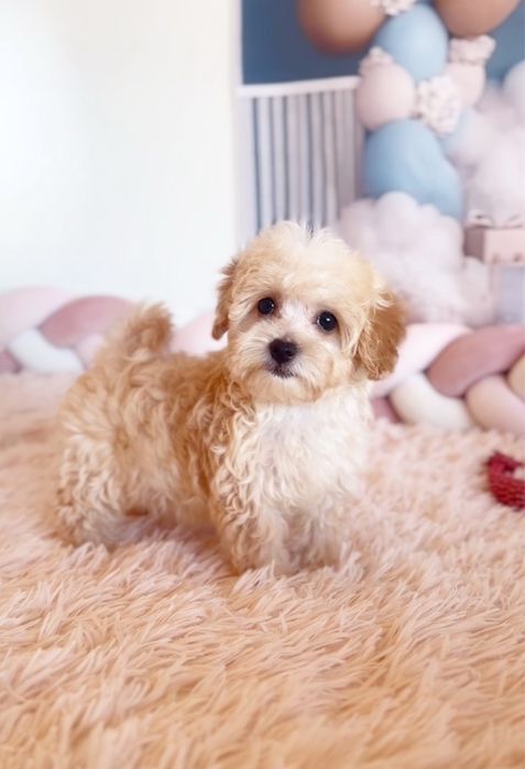 Мальтипу ф1 класика стандарт хлопчик