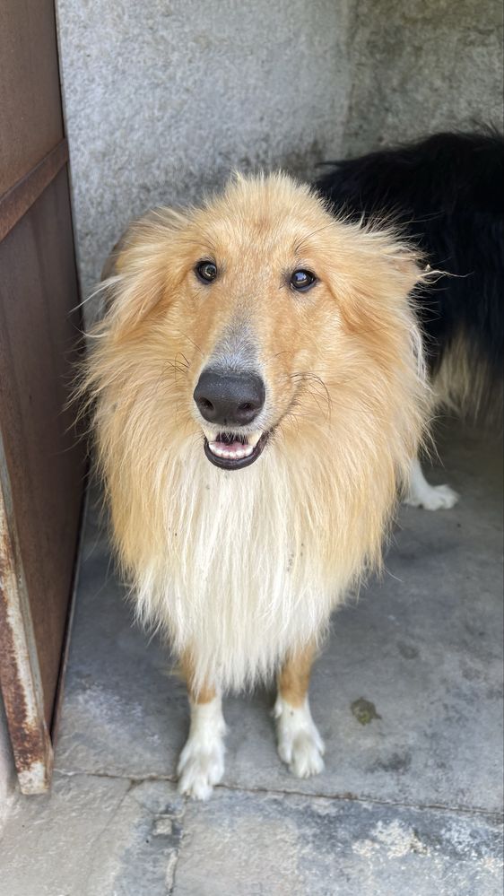 Rough Collie para adocao