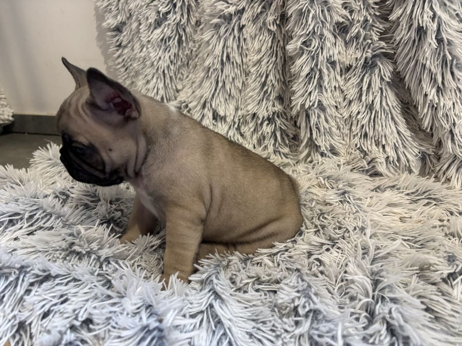 Buldog Francuski ZKwP FCI