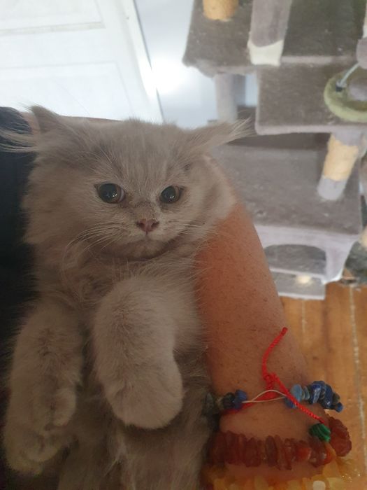 Kotek brytyjski  śliczny