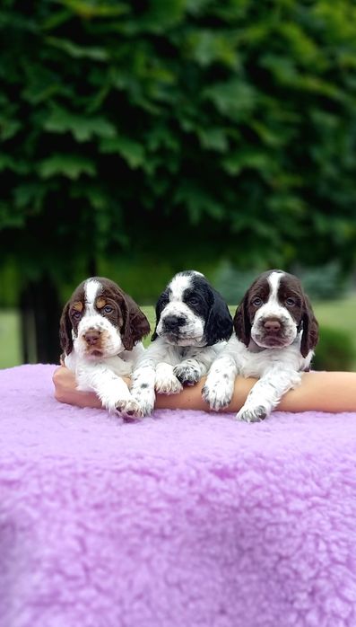 Springer Spaniel Angielski - szczenięta ZKwP