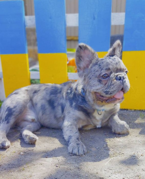 В'язка флаффі з тестами