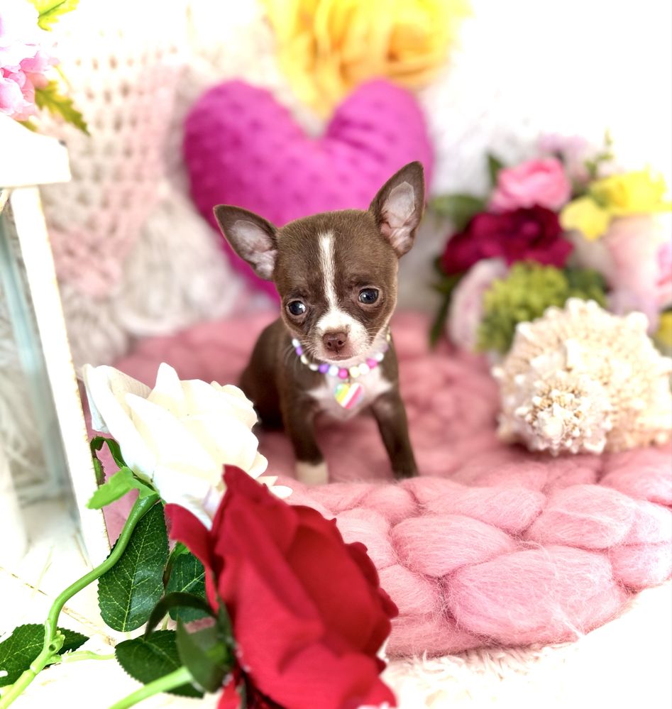 Śliczna czekoladowa malutka suczka chihuahua