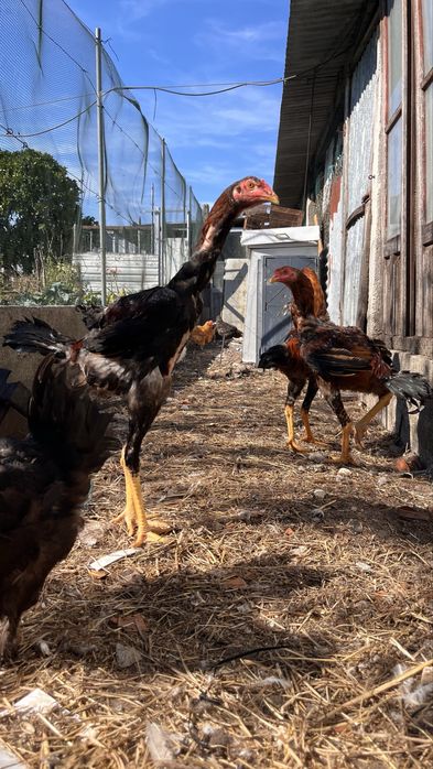 Indio gigantes puros machos