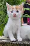 Kotki do adopcji