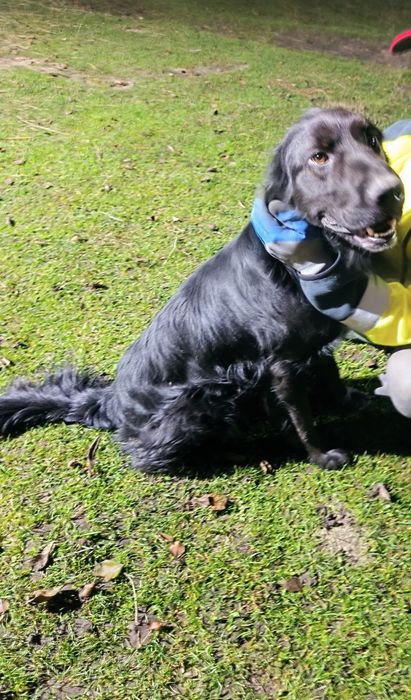 Znaleziony piesek szuka domku