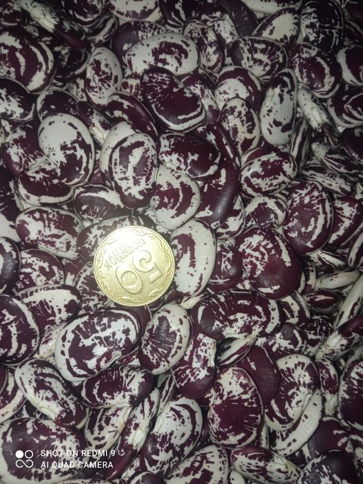 Квасоля різних сортів. Врожай - 2025 р.