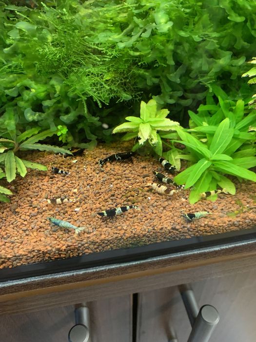 Креветка пресноводная Черный Кристалл (Caridina cf. cantonensis sp.)