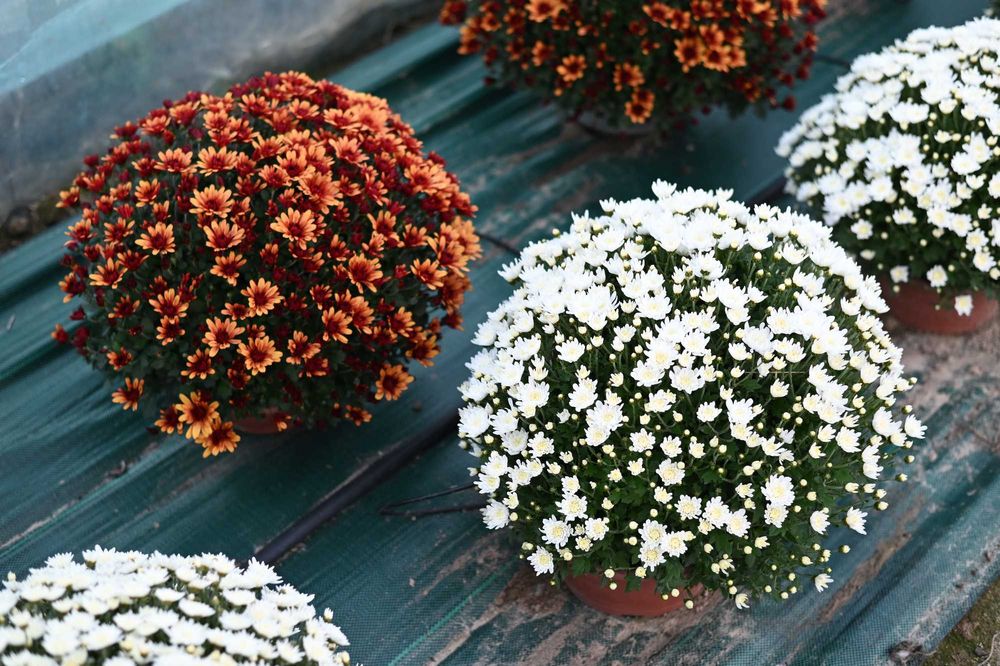 Chryzantemy wielkokwiatowe i drobnokwiatowe