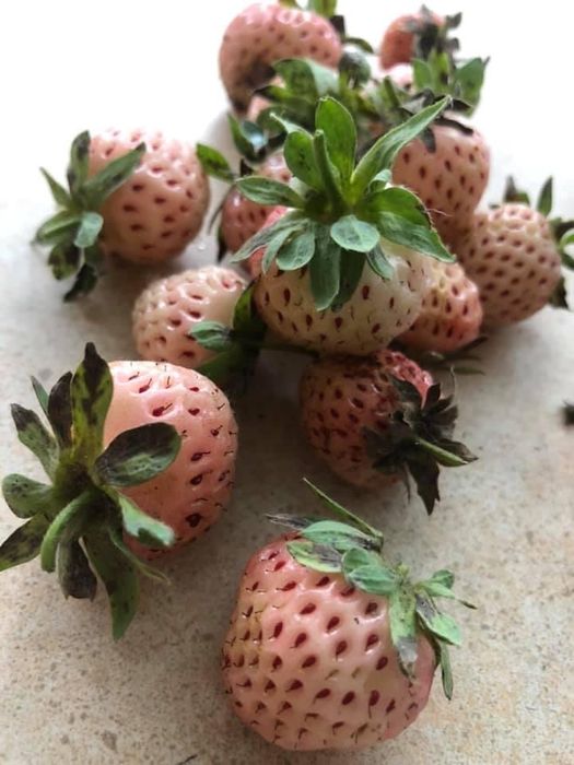 Розсада білої Полуниці анабланка