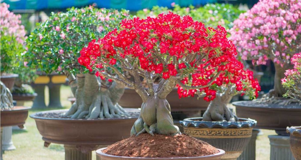 Adenium obesum Róża Pustyni +GRATISY