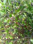 Aronia tegoroczna