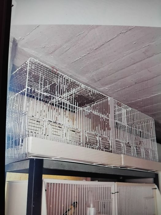 Viveiro de criação aves