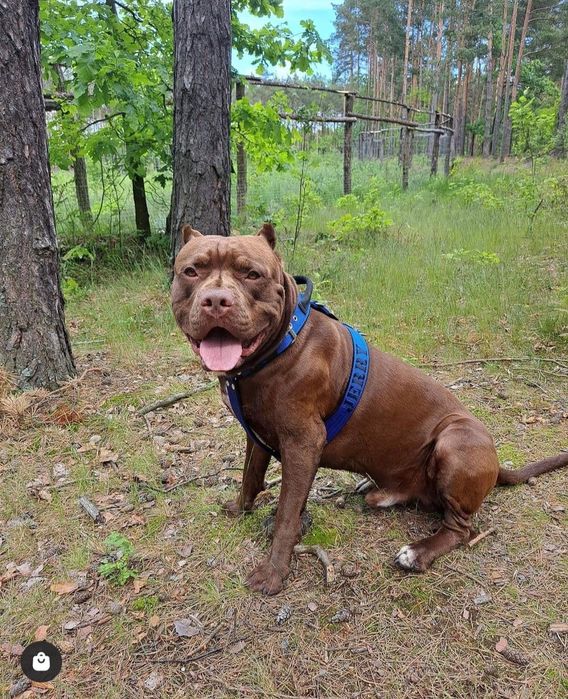 Pitbull - Reproduktor