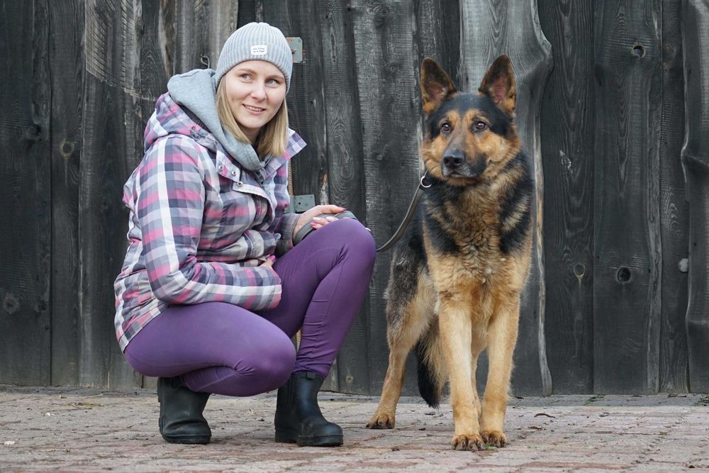 SATOSZ - piękny pies w typie owczarek niemiecki