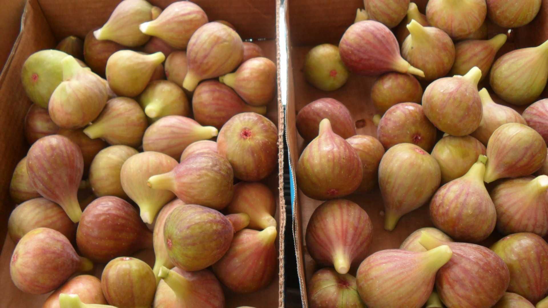 Dwa krzaki FIG., zimoodporne