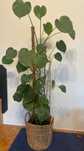 Monstera wysoka 160cm