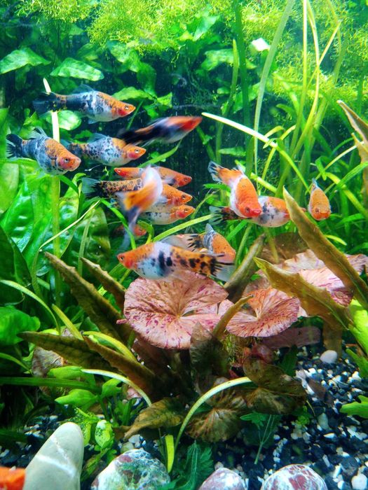 Mieczyki KOI Tricolor