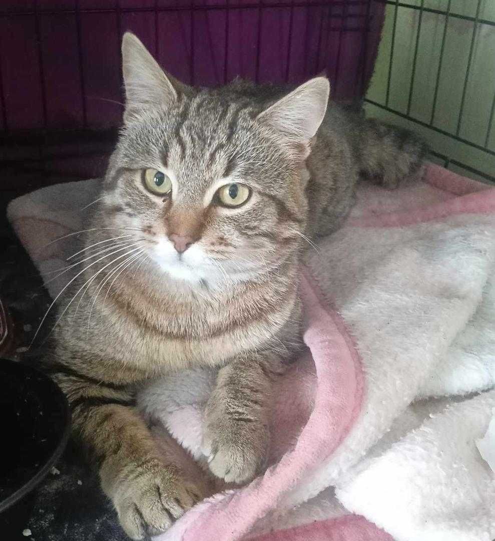 Tymuś,kocie cudeńko czeka na adopcję