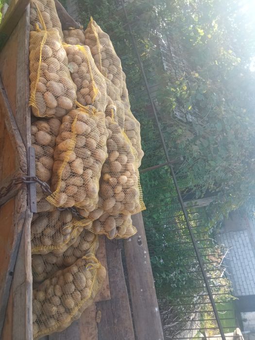 Ziemniaki jadalne soraja