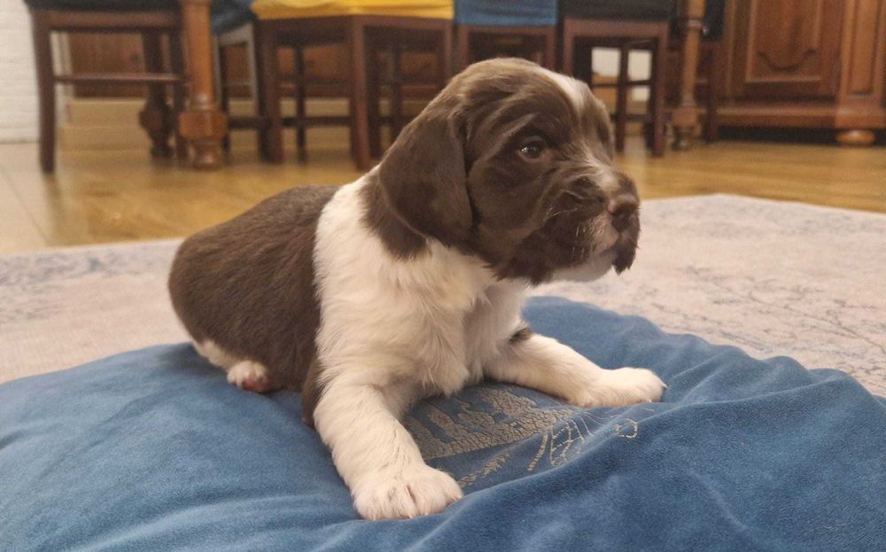 Polski Spaniel Myśliwski
