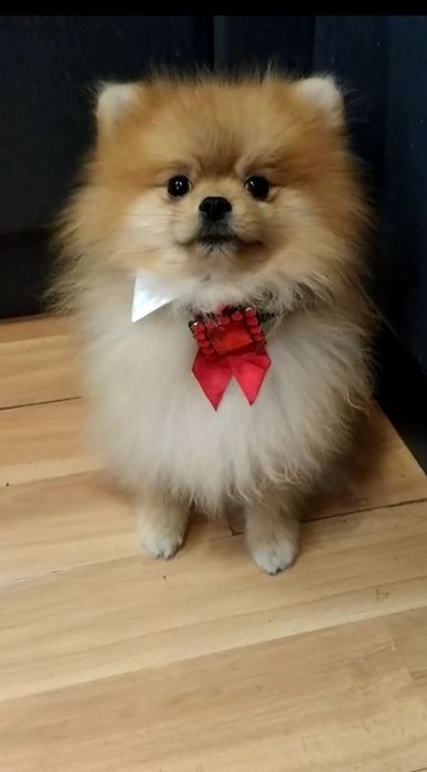 Померанский Мини шпиц вязка