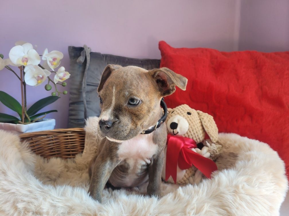 Kochany piesek Amstaff!