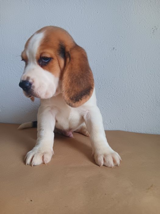 Beagle tricolor  macho