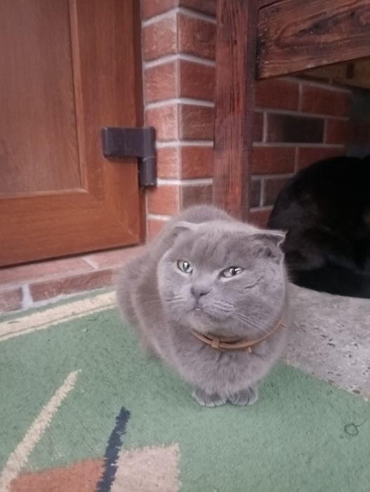 Котята, чорні, сірі. Британські, висловухі