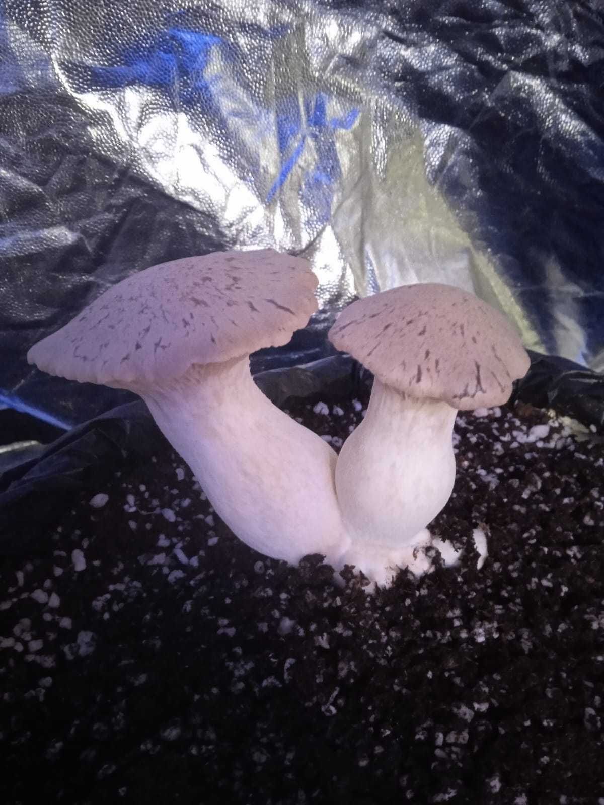 Cogumelos Pleurotus Eryngii