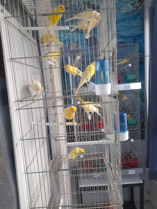 Canarios machos e femeas