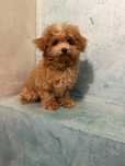 Maltipoo mini vip Мальтипу