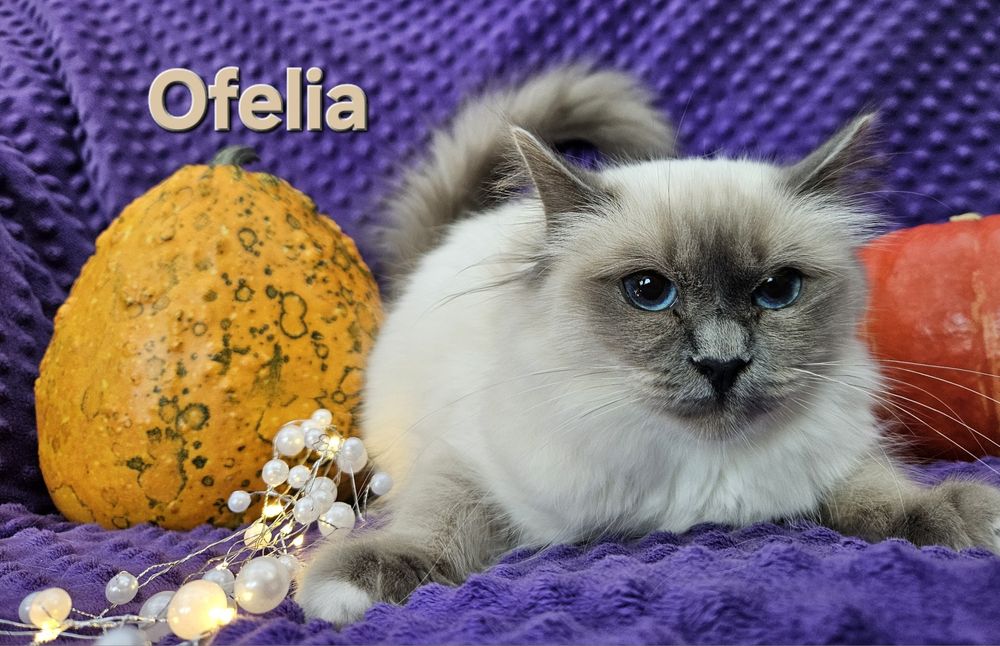 Święty Kot Birmański-Ofelia