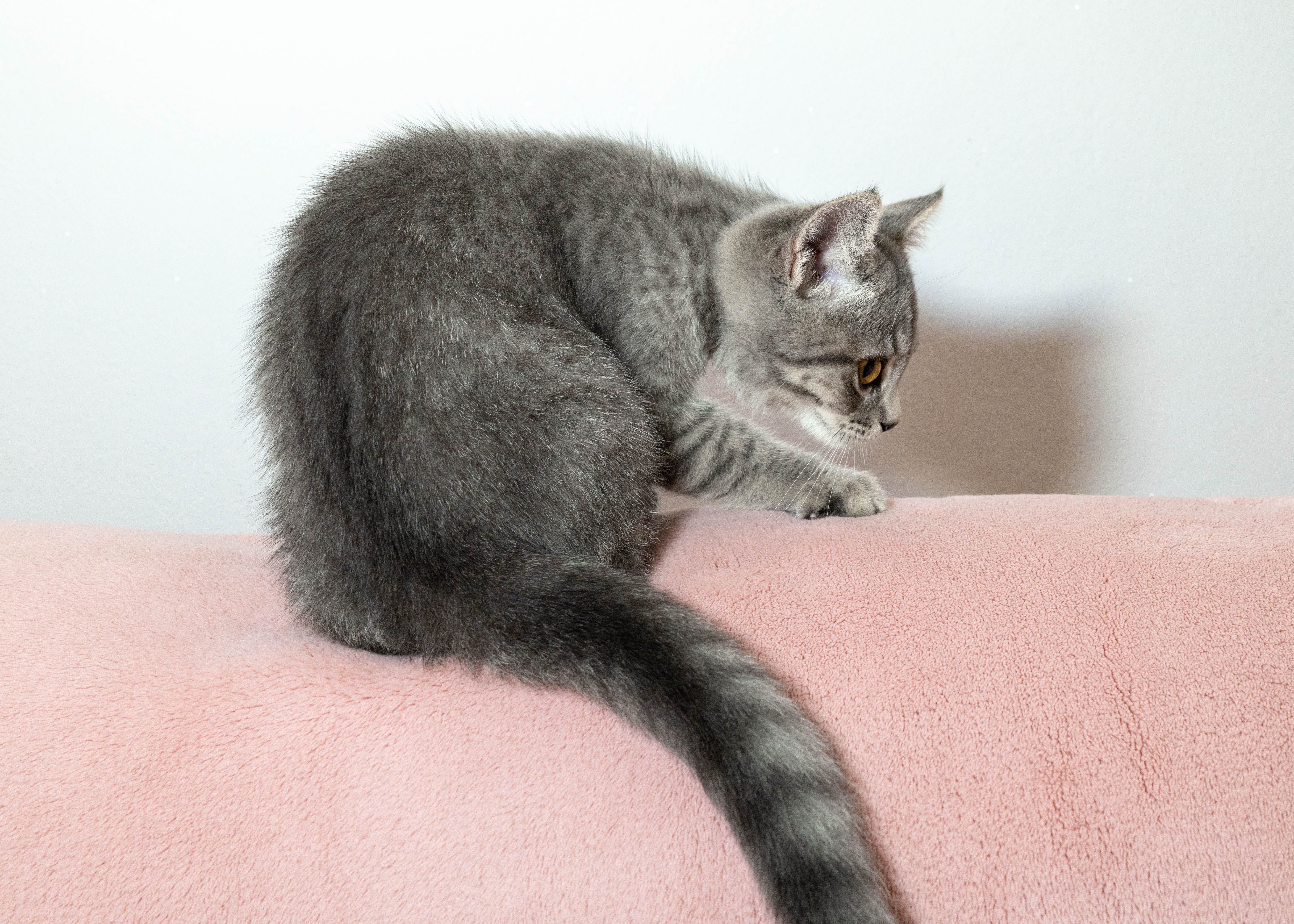 Gatinho Scottish Straight Blue Tabby