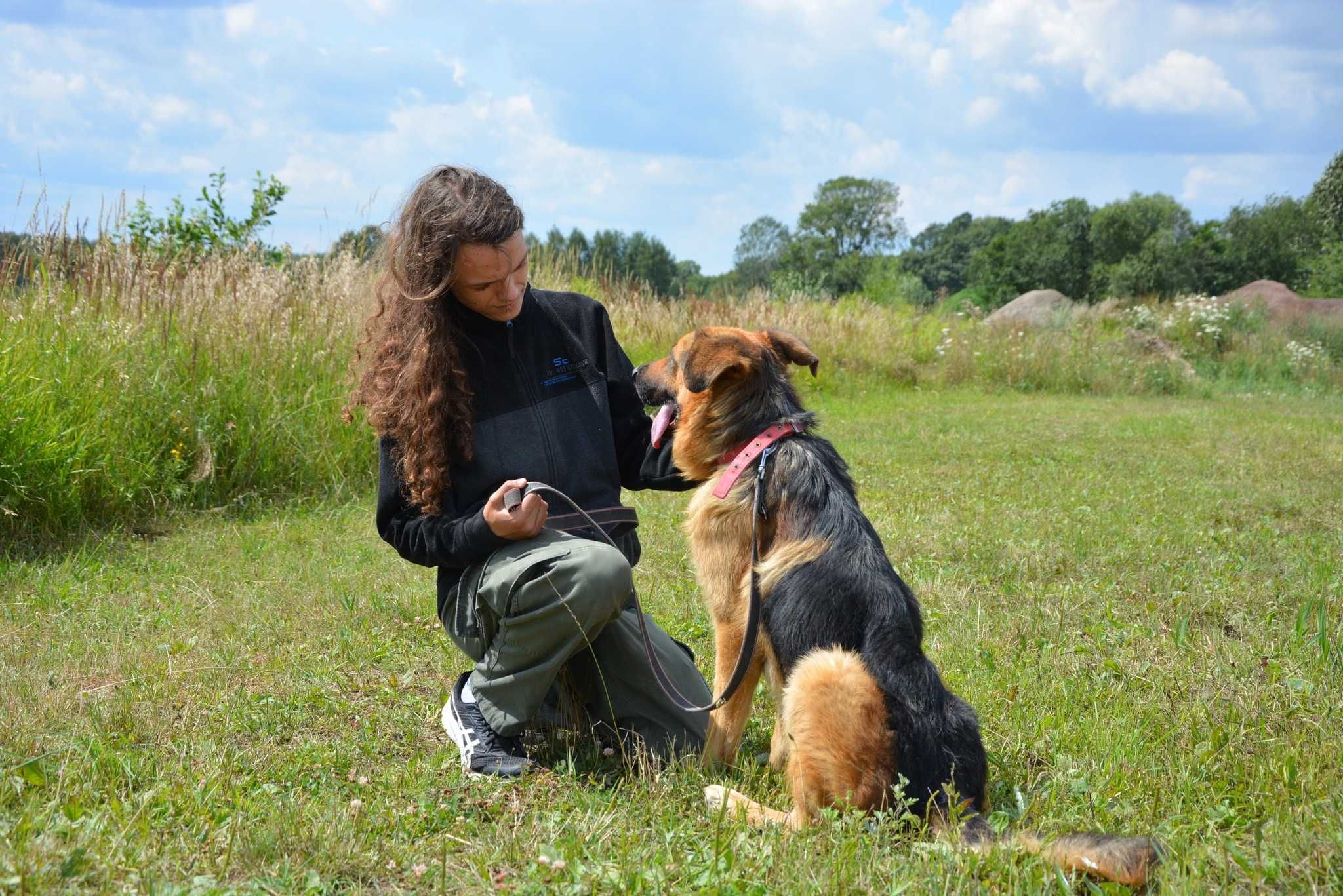 Remus kochany psiak jak owczarek niemiecki ADOPCJA