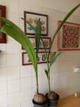 Planta coqueiro em vaso