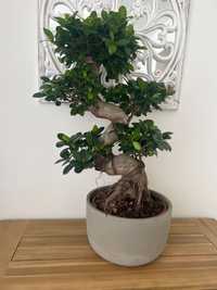 Drzewko bonsai- fikus Ginseng 80 cm