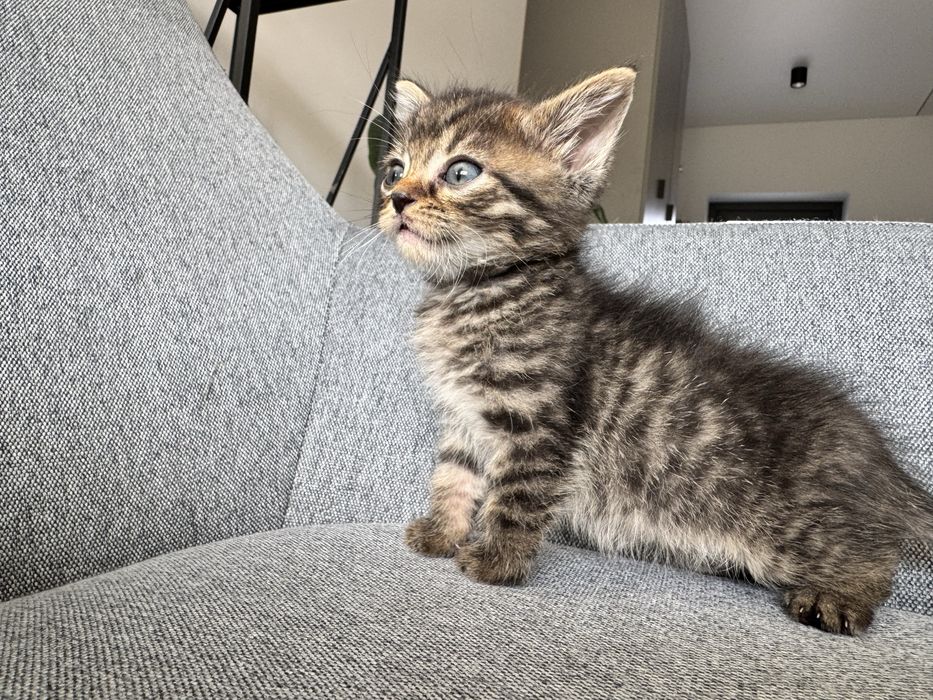 Кошенята в добрі руки