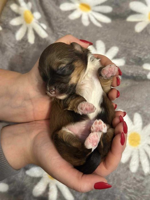 [REZERWACJA] Cudny Hawańczyk CZAKI :)