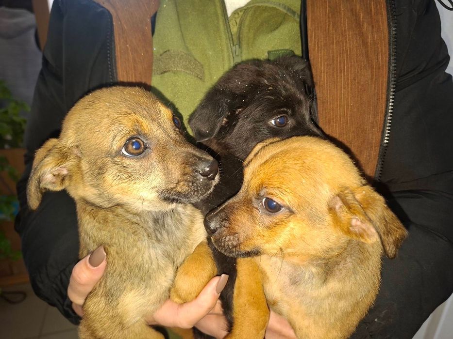 Безкоштовно в добрі руки віддамо хвостатих друзів