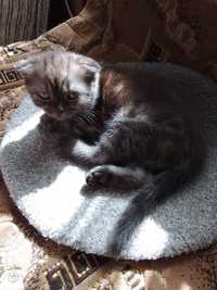 скоттиш-страйт (шотландская  кошка)