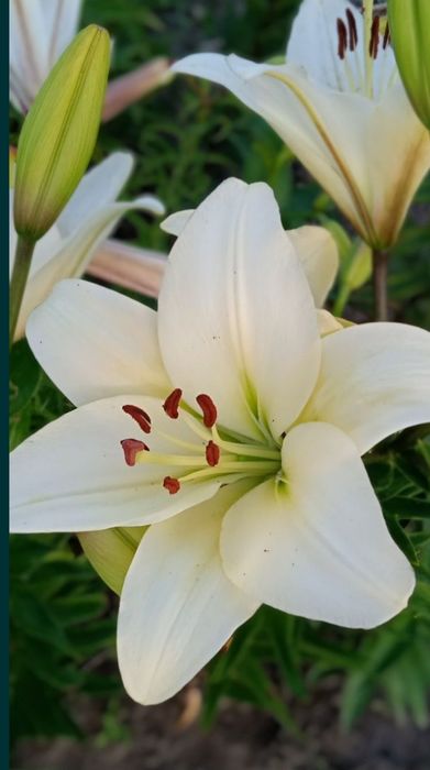 Лілії, квіти з домашнього квітника