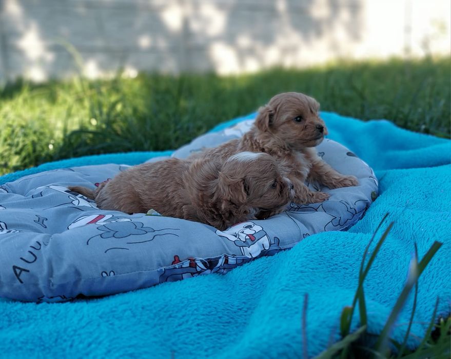 Милі цуценята Мальтіпу. Мальтипу. Міні розмір гарантовано. Хлопчики .