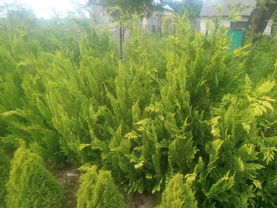 Tuje szmaragd i brabant  140-200cm oraz 70-100cm_szmarag żółty gold