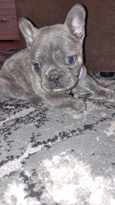 Buldog francuski