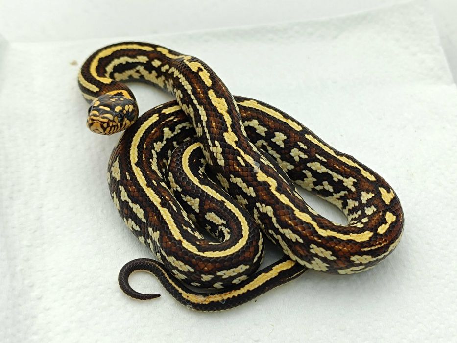 Wąż hybryda mix. zbożowy / lampropeltis  Tessera poss Redfactor