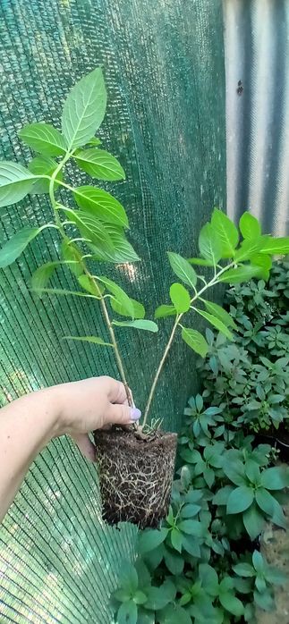 Метельчатая гортензия