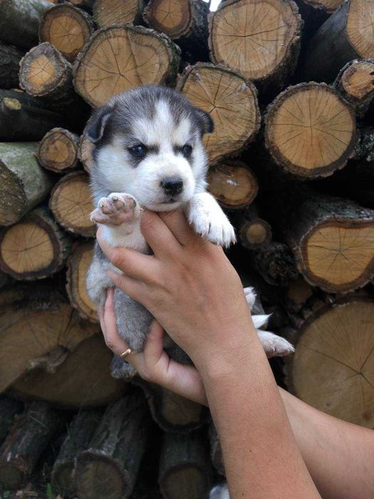 Продам цуценят чистокровні породи Хаски за договірною ціною