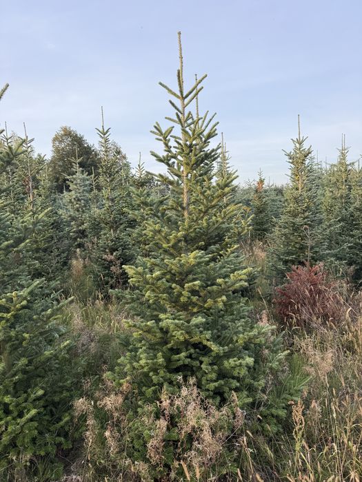 Jodła Frasera z bryłą z plantacji, o wysokości 2-3 m Sadzenie